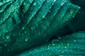 Green leaf with water drops for background. Plant host close-up Royalty Free Stock Photo