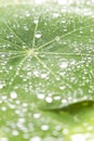 Green Leaf Water Drops Background