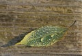 green leaf with water drops on a bench top with a wooden surface background. one alone leaf with water droplets on the top. Royalty Free Stock Photo