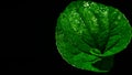 green leaf, water drops on black background Royalty Free Stock Photo