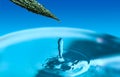 Green leaf in water drops on blue background with water. Water splash, water drop. A drop of water falls from the green leaf and Royalty Free Stock Photo