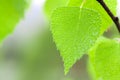 green leaf with water drops Royalty Free Stock Photo