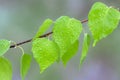 Green leaf with water drops Royalty Free Stock Photo