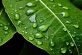 Green leaf with water drops close up. Natural background. Shallow depth of field, Green leaf close-up with dew drops on it, AI