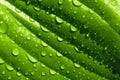 Green Leaf with Water drops, close-up texture Royalty Free Stock Photo