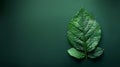 Green leaf with water drops on dark green background with copy space Royalty Free Stock Photo