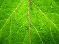 Green Leaf Water Drops Detail Background Royalty Free Stock Photo