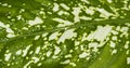 Green leaf with water drops