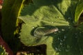 Green leaf and water drops