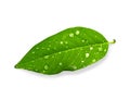 Green leaf with water drops isolated on white background Royalty Free Stock Photo