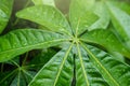 Green leaf with water drops. Large beautiful drops of transparent rain water on a green leaf Royalty Free Stock Photo