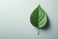 Green leaf with water drops on light background. Space for text. Royalty Free Stock Photo