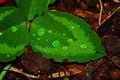 Green leaf with water drops macro nature background Royalty Free Stock Photo