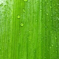 Green leaf with water drops. Natural background texture Royalty Free Stock Photo