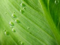 Green leaf with water drops. Nature background Royalty Free Stock Photo