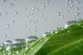 Green leaf with water drops. Nature background Royalty Free Stock Photo