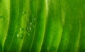 Green leaf with water drops. Nature background Royalty Free Stock Photo