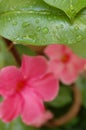 Green leaf with water drops with pink flower. Natural and organic nature scene.