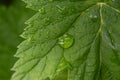 Green leaf with water drops on it after rain. Royalty Free Stock Photo