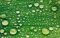 Green leaf with water drops after rain Royalty Free Stock Photo