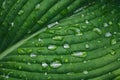 Green leaf in water drops after rain, macro Royalty Free Stock Photo