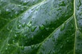 Green leaf with water drops after rain. Natural banner, wallpaper, leaf texture. Raindrops on the dark green leaves. Royalty Free Stock Photo