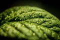 Green leaf with water drops.