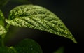 Green leaf with water drops.