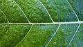 Green leaf with water drops