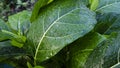 Green leaf with water drops