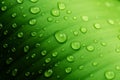 Green leaf with water drops after summer rain Royalty Free Stock Photo