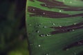 Green leaf water drops sun light Nature background texture Royalty Free Stock Photo