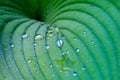 Green leaf with water drops. Leaf texture background. Close up. Royalty Free Stock Photo