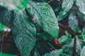 Green leaf with water drops on them,texture of droplets on green leaf after the rain.Dark green foliage of a healthy plant with se Royalty Free Stock Photo