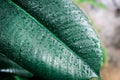 Green leaf with water drops.Tropical palm leaf with rain droplets, dark green foliage texture backgrounds Royalty Free Stock Photo