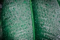 Green leaf with water drops.Tropical palm leaf with rain droplets, dark green foliage texture backgrounds Royalty Free Stock Photo