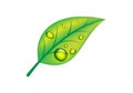 Green leaf with water drops Vector illustration Royalty Free Stock Photo