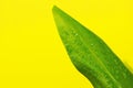 Green leaf with water drops on yellow background.