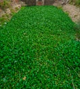 Green leaf water hyacinth plants cover the river water Royalty Free Stock Photo