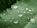 A green leaf of a plant in drops of water after rain.Closeup of rain drops on tropical leaf Royalty Free Stock Photo