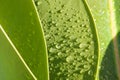 Green leaf - Waterdrops Royalty Free Stock Photo