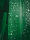 green leaf with waterdrops background Royalty Free Stock Photo