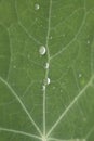 Green leaf with waterdrops Royalty Free Stock Photo