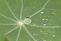 Green leaf with waterdrops Royalty Free Stock Photo