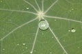 Green leaf with waterdrops Royalty Free Stock Photo