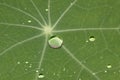 Green leaf with waterdrops Royalty Free Stock Photo