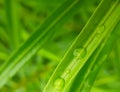 A green leaf with waterdrops on it, best background photo Royalty Free Stock Photo