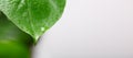 Green leaf with waterdrops on gray long horizontal background Royalty Free Stock Photo