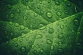 Green leaf with waterdrops after rain