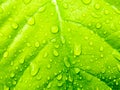 Green leaf with waterdrops Royalty Free Stock Photo